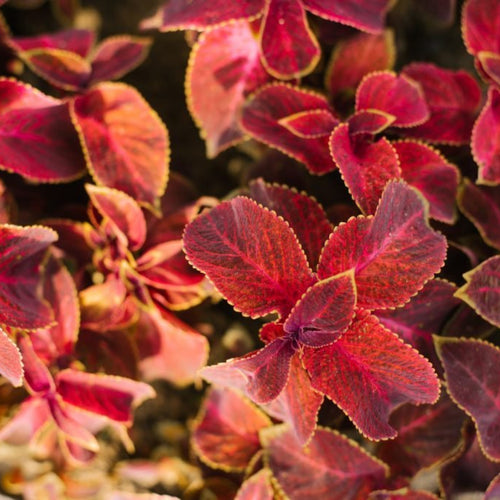  ForsLean® Forskolin 