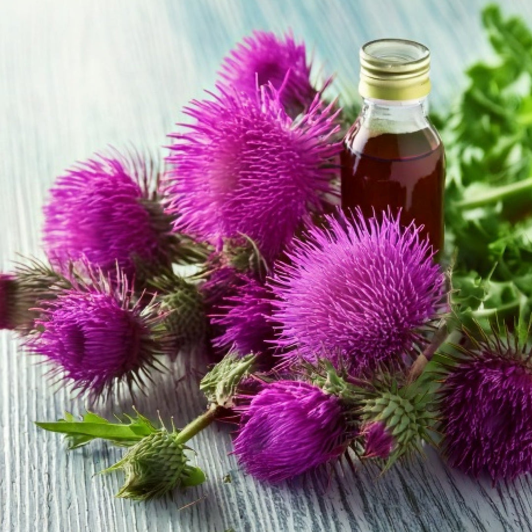 Milk Thistle 