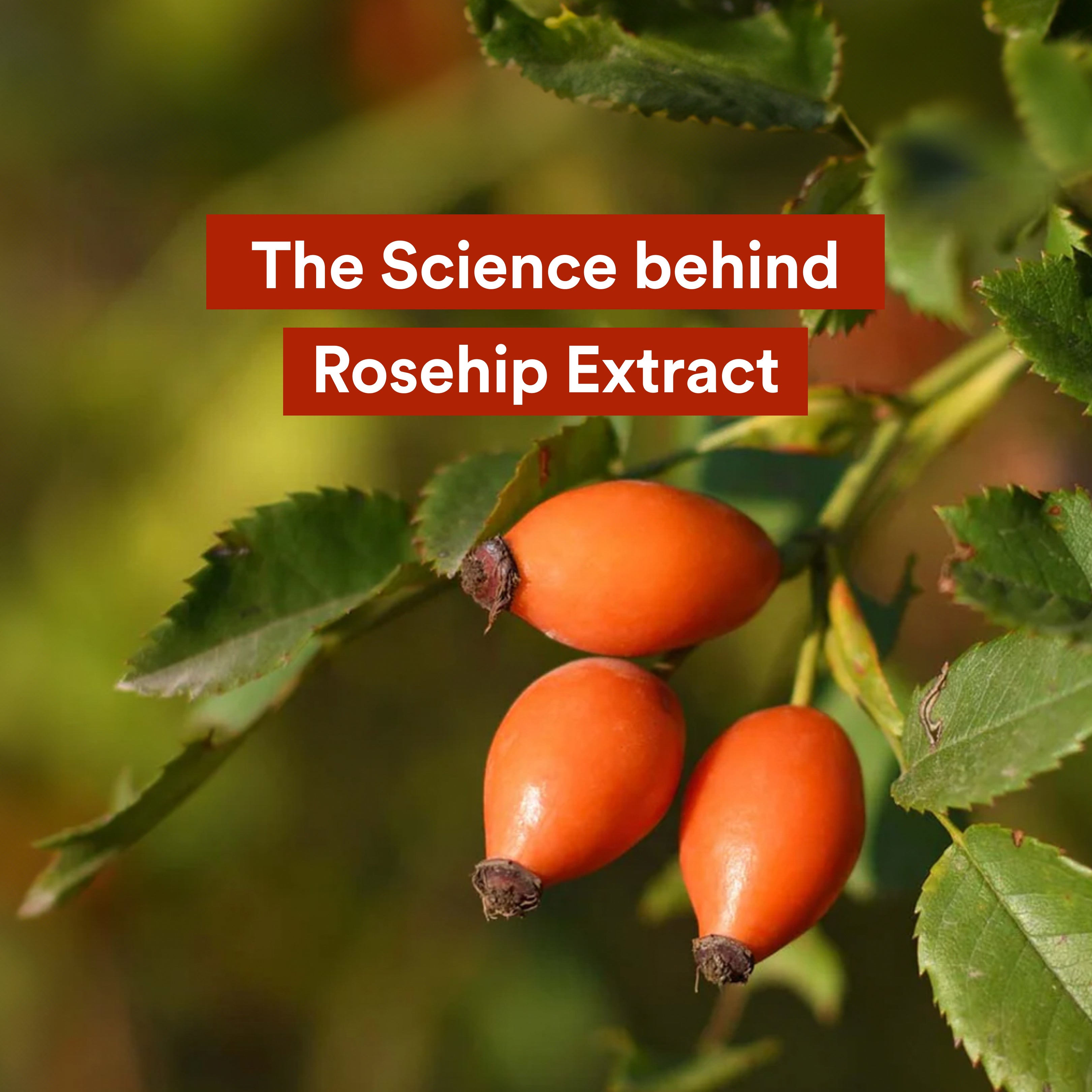 The Science Behind Rosehip Extract