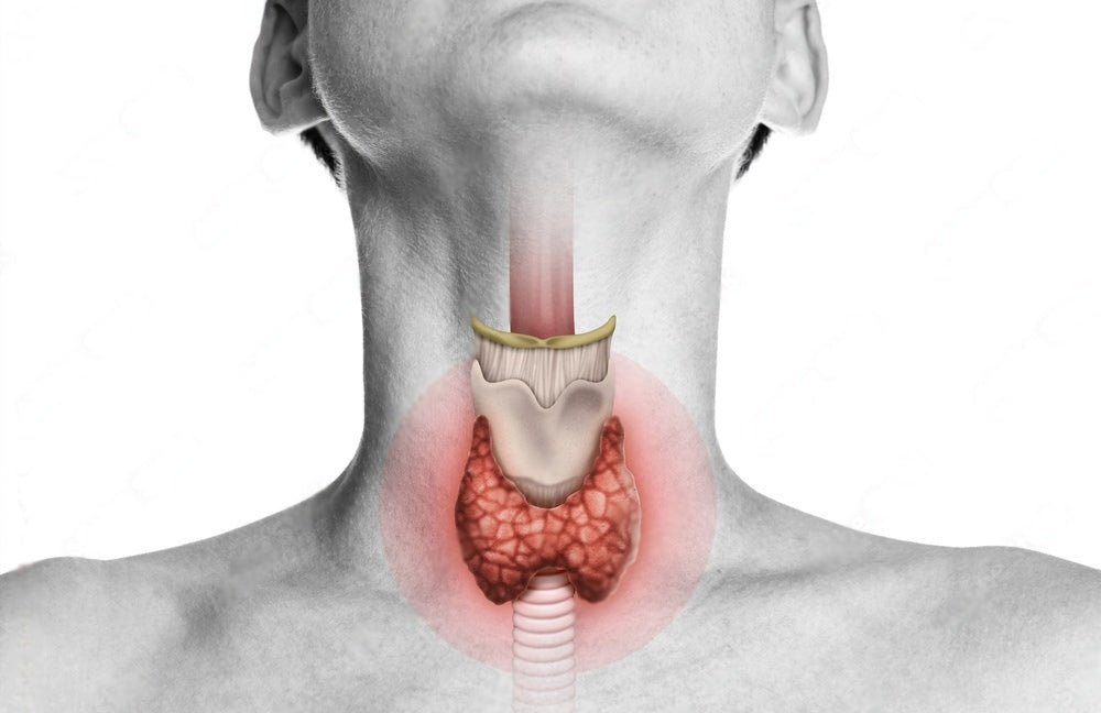 Gut-Thyroid Connection